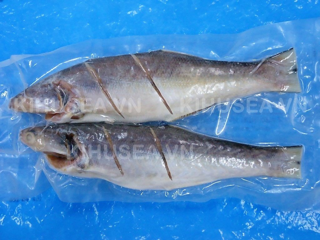 FROZEN SALTED WHOLE CLEANED GIANT  THREADFIN